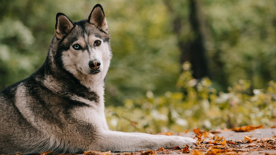 stunning-dog-breeds-that-look-just-like-wolves-purina